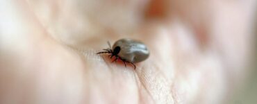 Первые действия для избавления от клеща.